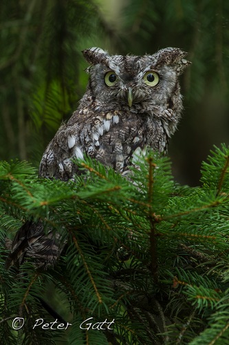 Birds Portrait01.jpg